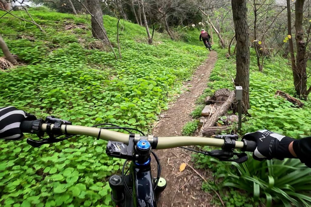 singletrack mountain biking green foliage